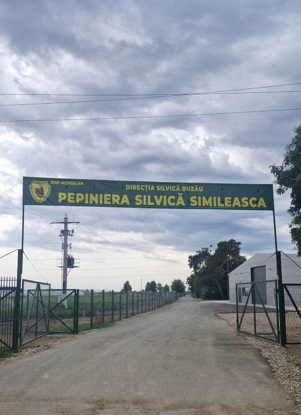 Buzăul - viitor pol naţional pentru producţia de puieţi de stejar, după o investiţie prin PNRR